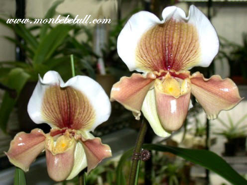 Paph Hellas Westonbirt.jpg